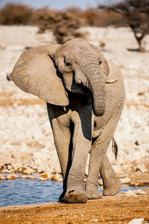 African Elephant by Matilde Simas