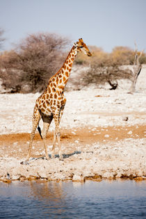 Namibian Giraffe at a Watering Hole in Etosha National Park by Matilde Simas