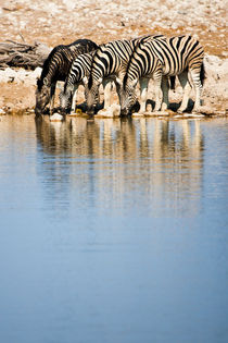 Plains Zebra from Northern Namibia Drinking by Matilde Simas