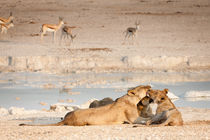 Lioness and her two cubs lounging by Matilde Simas