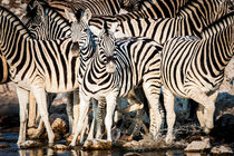Plains Zebra from Northern Namibia at a Waterhole by Matilde Simas