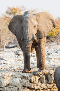 Large African Elephant in Etosha National Park Namibia by Matilde Simas