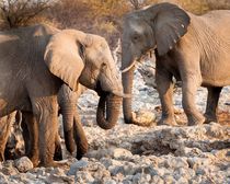 Elephants Drinking in Etosha Game Preserve by Matilde Simas