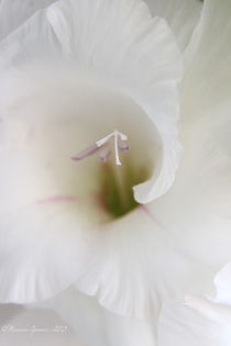 Flower Tornado von Maureen Opsomer