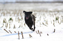 Labrador im Schnee - Labrador in the snow von ropo13