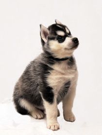 Siberian Husky Puppy von Michael Ebardt
