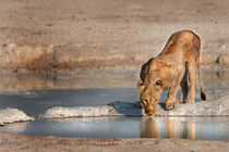 Lioness at a Waterhole in Namibia by Matilde Simas
