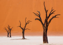 Dancing Trees in Dead Vlei by Matilde Simas