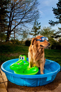 Golden retriever in pool with goggles von Ken Howard