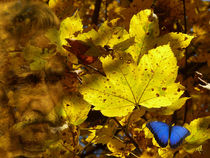  Kaum schau i auf die Uhr, is scho Herbst -When I look at the clock is already autumn- von Wolfgang Pfensig