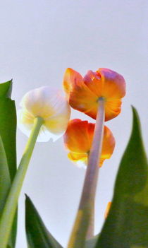 Tulpenblüten by Wolfgang Janisch