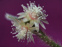 Makroaufnahme der Kaktusblüte(rhipsalis pilocarpa),pistills of cactus flower, blossoms by Dagmar Laimgruber