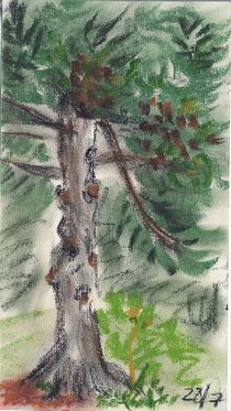 Oil Pastel - Pine Tree by Sabine Cox
