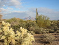 Arizona Desert (6) by Sabine Cox
