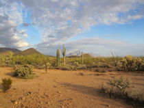 Arizona Desert (5) von Sabine Cox