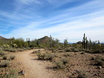 Arizona Desert (4) von Sabine Cox