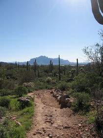 Arizona Desert (2) by Sabine Cox