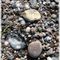 P-beast1-pebbles-at-the-beach1-copy