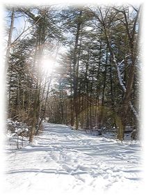 Winter Path by Sabine Cox