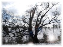 Old Maple in Winter von Sabine Cox