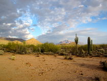 Arizona Desert (1) by Sabine Cox