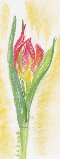 Oil Pastel - Tulip by Sabine Cox