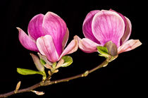 Magnolia blooms by Pete Hemington