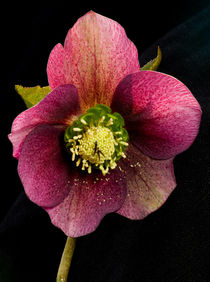 Hellebore flower von Pete Hemington