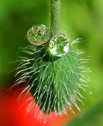 Poppy seed by Pete Hemington