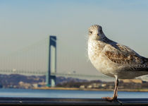 Brooklyn Seagull by Jon Woodhams