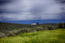 Living with olives by labela