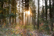 Sonnenaufgang im nebeligen Wald by Gerald Wacker