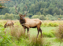 Bull Elk On Watch by John Bailey