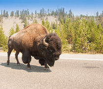 American Bison Sharing The Road In Yellowstone by John Bailey
