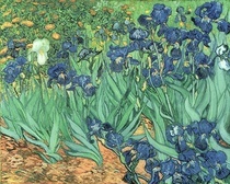 Iris von Vincent Van Gogh