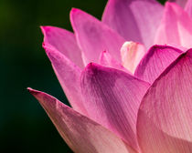 Awakening Lotus by Jon Woodhams