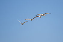 Flying Formation by John Bailey