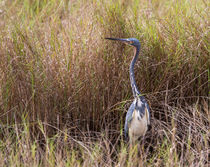 Tricolored Heron Peeping Over the Rushes von John Bailey