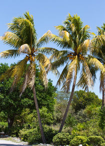 Coconut Palm Trees In Key West von John Bailey