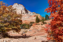Bright Fall Colors At Zion by John Bailey