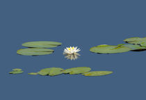 Water Lily Star von John Bailey