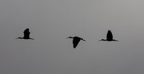 Flying Silhouettes by John Bailey