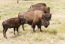 Bison Mom And Son by John Bailey
