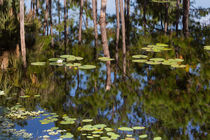 Lily Pads Floating On Reflections by John Bailey