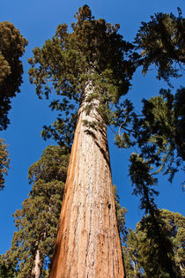 Giant Sequoia by John Bailey
