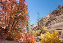Zion Autumn Colors by John Bailey