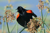 Calling Red-winged Blackbird by Bradford Martin