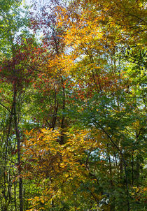 Colorful Leaves by John Bailey