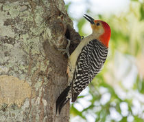Red-bellied Woodpecker by John Bailey