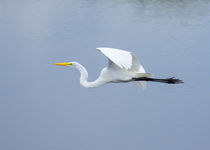 Great Egret In Flight by John Bailey